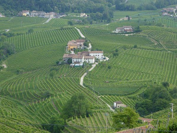 Weinberge im Prosecco