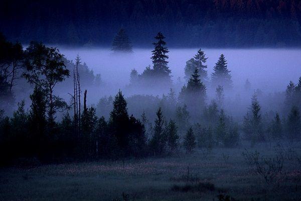 Moor im Morgennebel